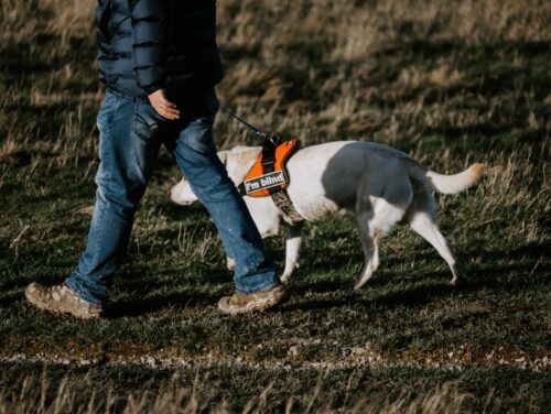guide dog with person