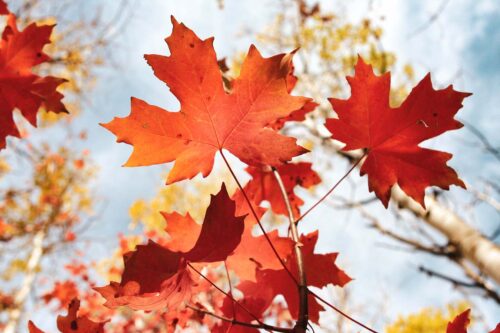 maple leaves on tree